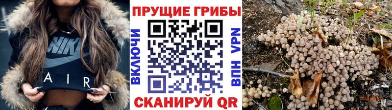 Псилоцибиновые грибы Psilocybine cubensis дарнет шоп Лихославль
